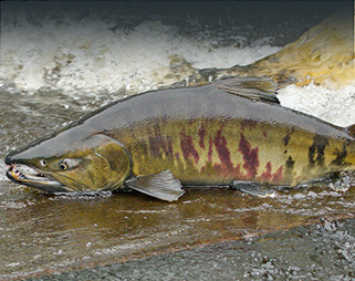 chum salmon