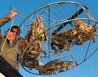 dungeness crab