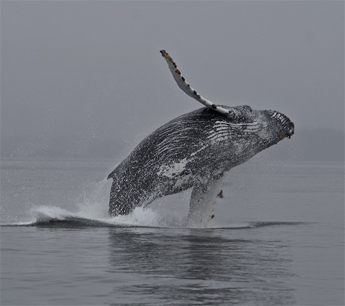 whale watching in southeast alaska